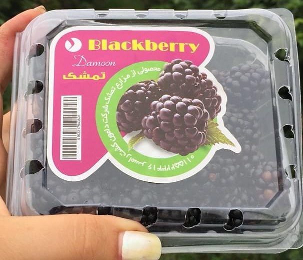 شروع برداشت تمشک (blackberry) از مزارع تمشک شرکت دامون کشت