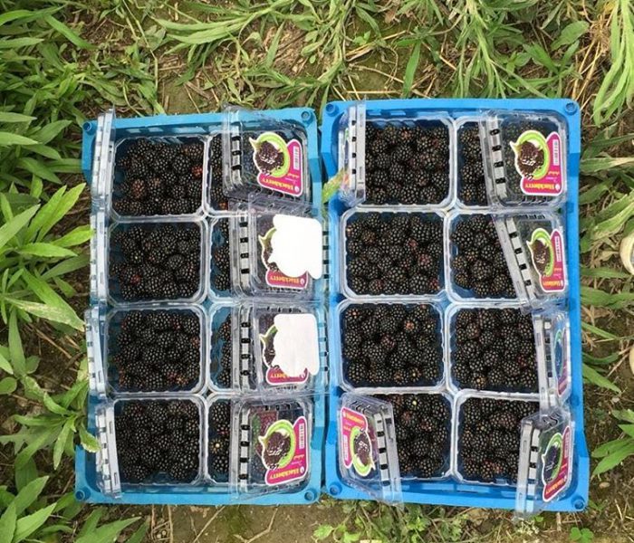 شروع برداشت تمشک (blackberry) از مزارع تمشک شرکت دامون کشت